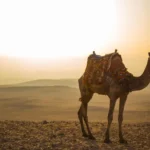 البكري وش يرجع ، اصل قبيلة بكري من وين
