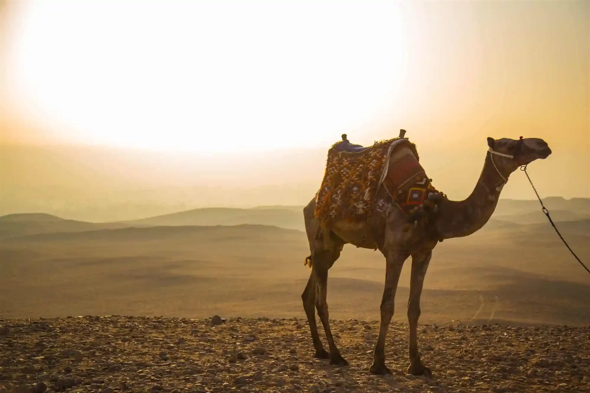 البكري وش يرجع ، اصل قبيلة بكري من وين