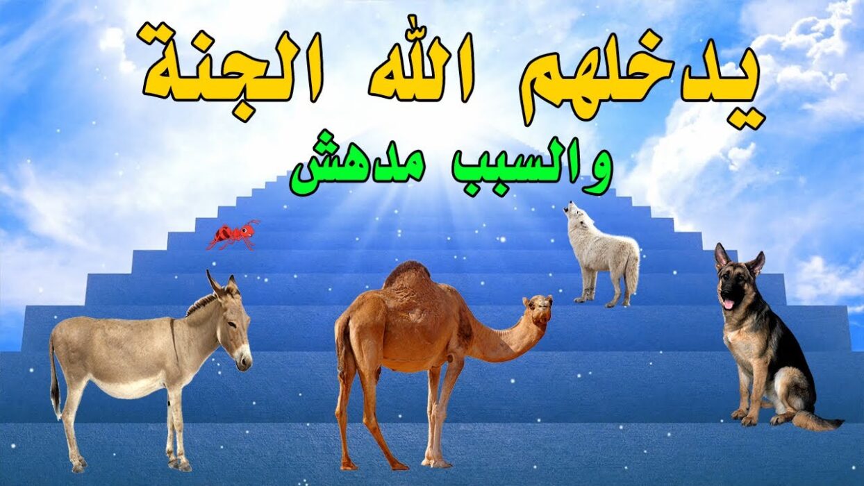 هل الحيوان يشفع لصاحبه