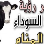 تفسير حلم البقرة السوداء والبيضاء في المنام للعزباء والمتزوجة والحامل