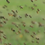 تفسير حلم الحشرات الطائرة في المنام لابن سيرين