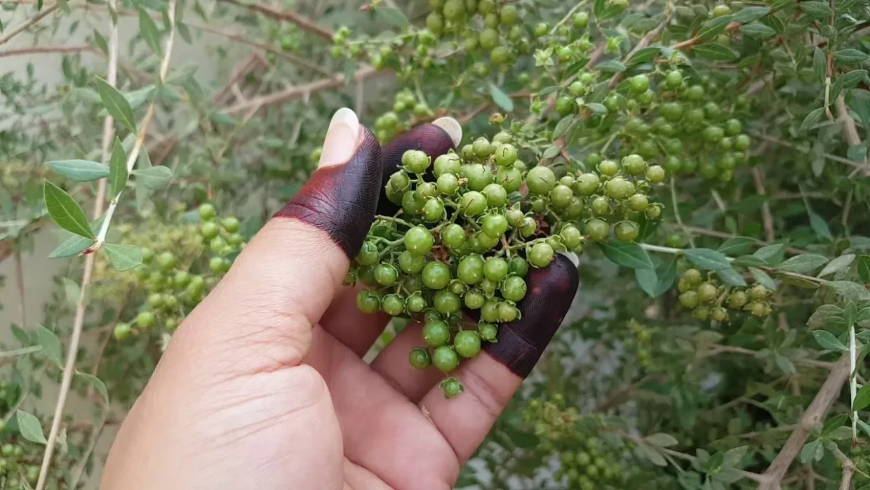 وصفة الكتم للشعر جابر القحطاني