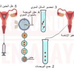 رسميًا.. القوى العاملة توضح جميع الشروط المحددة لإصدار تصريح عمل في الكويت 