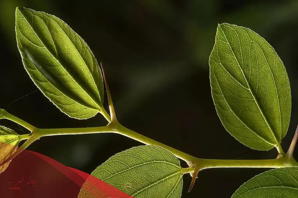 خلطه الرومي هل توضع على الشعر