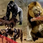 تفسير حلم الحيوانات المفترسة في المنام لابن سيرين