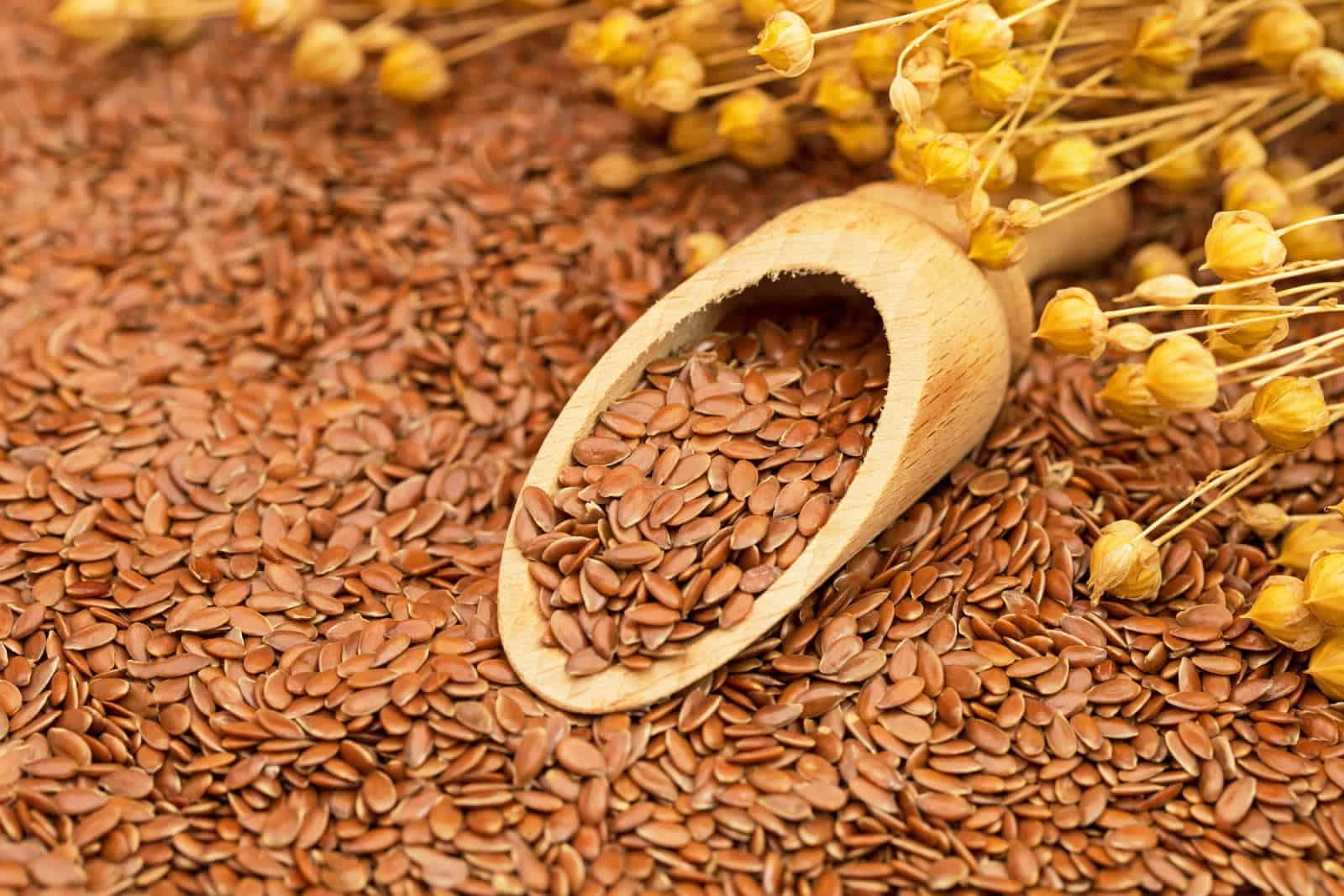 هل بذور القاطونة هي بذور الكتان