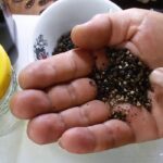 طريقة استخدام الفلفل الاسود لطرد الحمام