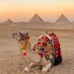 تفسير حلم الجمل الصغير في المنزل