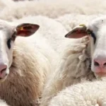 تفسير حلم الخرفان الكثيرة في المنام
