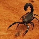 تفسير حلم الهروب من العقرب في المنام