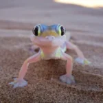 تفسير حلم الوزغ على الملابس لابن سيرين