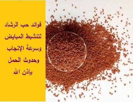فوائد حب الرشاد لتكيس المبايض وتنشيط الرحم