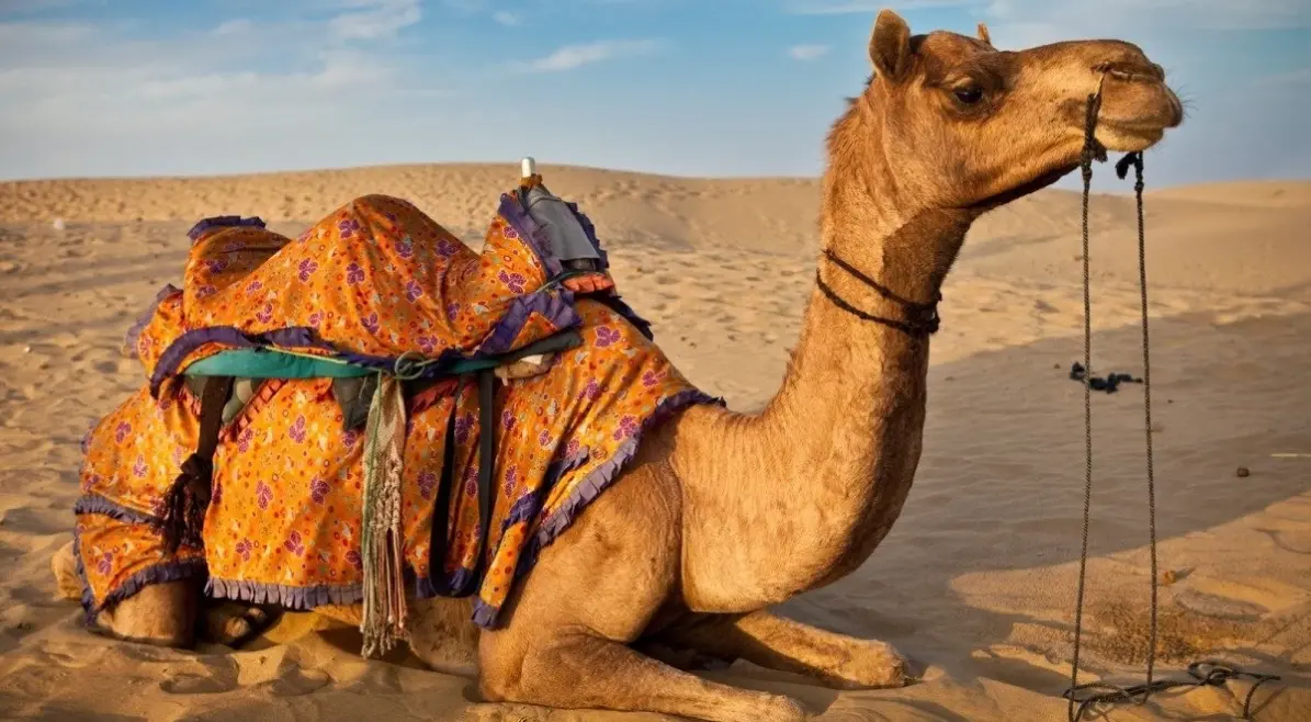 تفسير حلم الجمل الصغير في المنزل