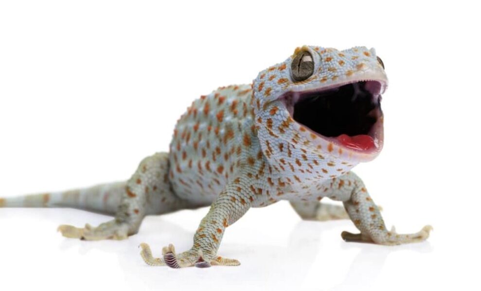 لماذا خلق الله الوزغ اسلام ويب