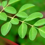 شاي غصن بان الاصلي للتنحيف