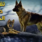 تفسير حلم كلاب تهاجمني في المنام للعزباء