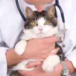 سعر عملية تعقيم القطط