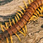 تفسير وجود أم أربعة وأربعين في البيت
