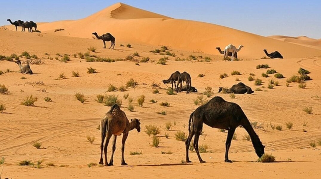 المنيف وش يرجعون ، أصل المنيف من وين