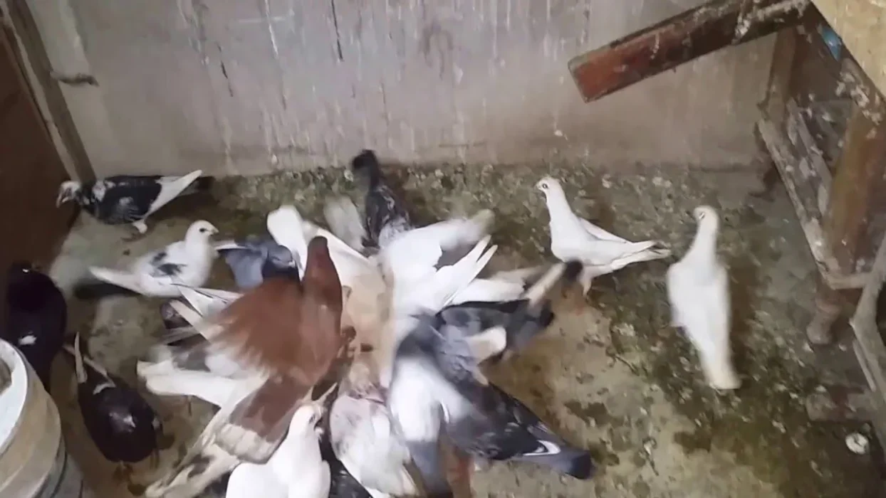 افضل انواع الحمام للاكل