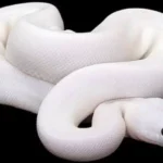 تفسير حلم الحية البيضاء في المنام