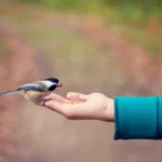 تفسير حلم العصفور في اليد لابن سيرين