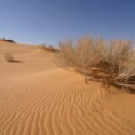 العماري وش يرجع