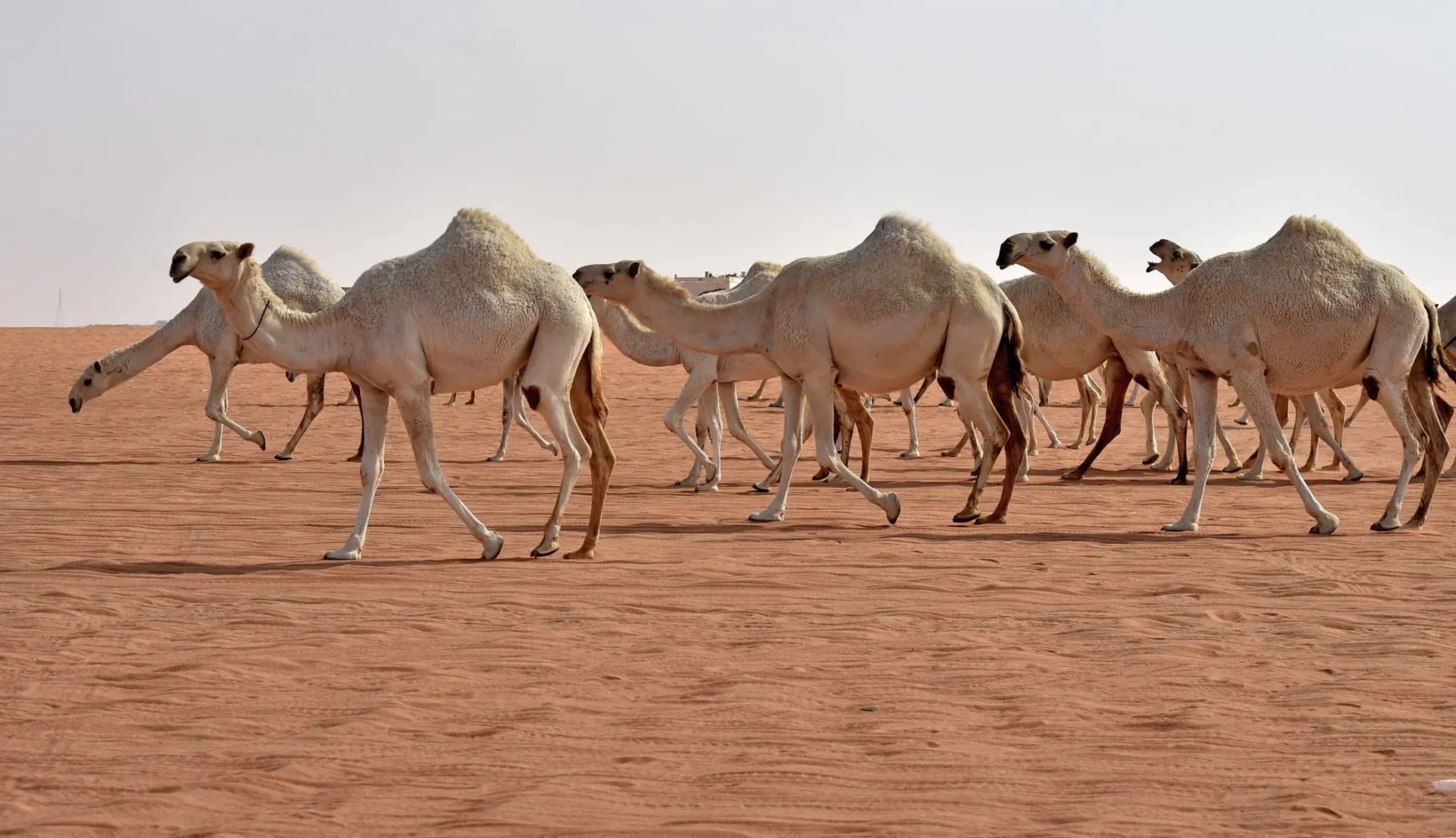العياف وش يرجعون ، اصل عائلة العياف من وين