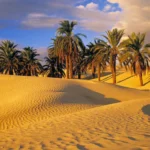 الجميعي وش يرجعون