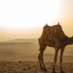 الجميعه وش يرجعون .. شجرة عائلة الجميعة