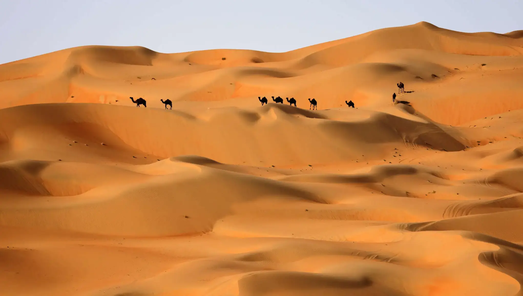 البازعي وش يرجعون ، شجرة عائلة البازعي
