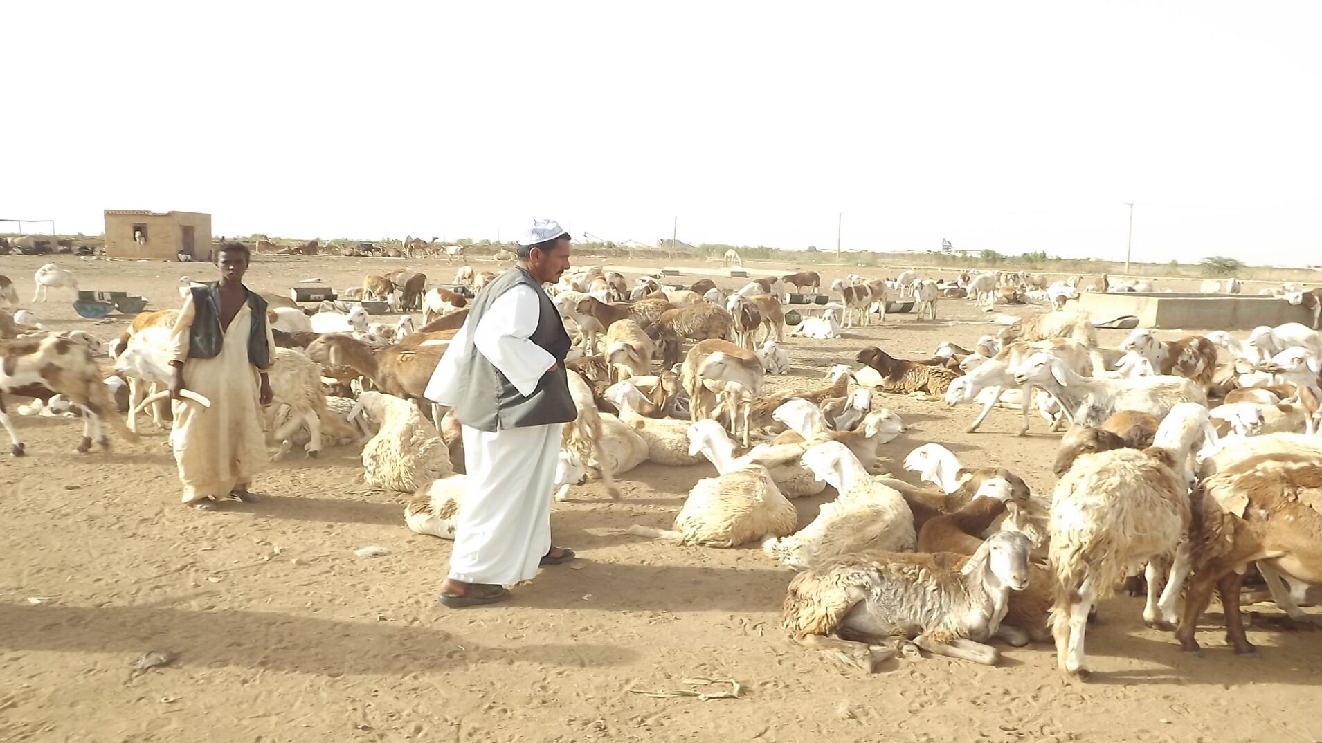 الحايطي وش يرجع ، اصل الحايطي من اي قبيلة