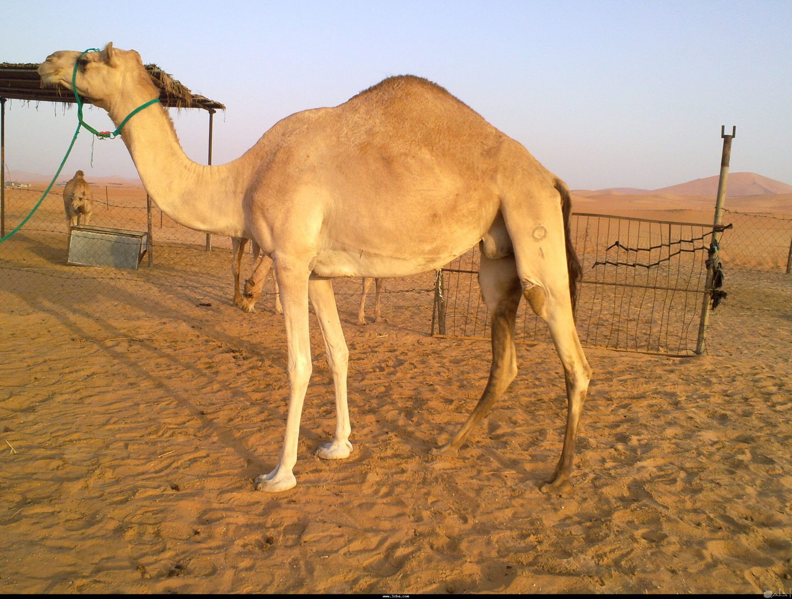 الجميعي وش يرجعون