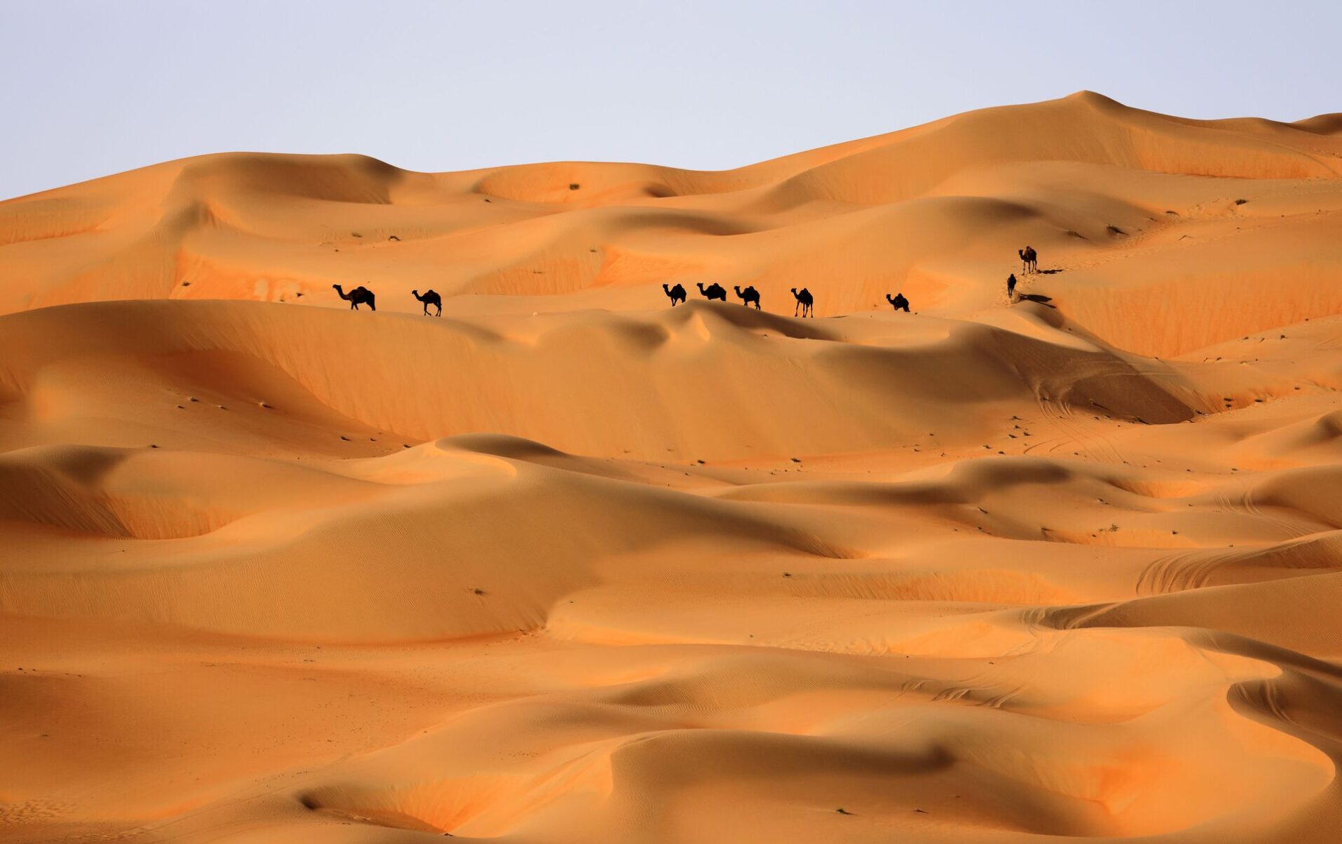 البشري وش يرجع .. شجرة عائلة البشري