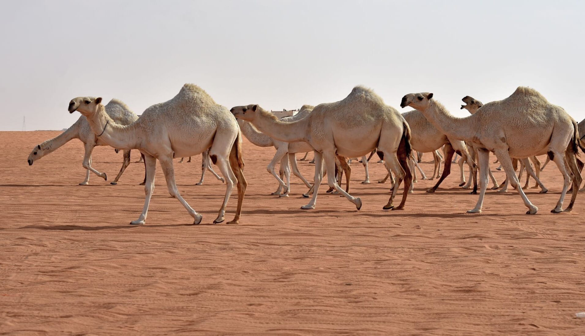 العياف وش يرجعون ، اصل عائلة العياف من وين