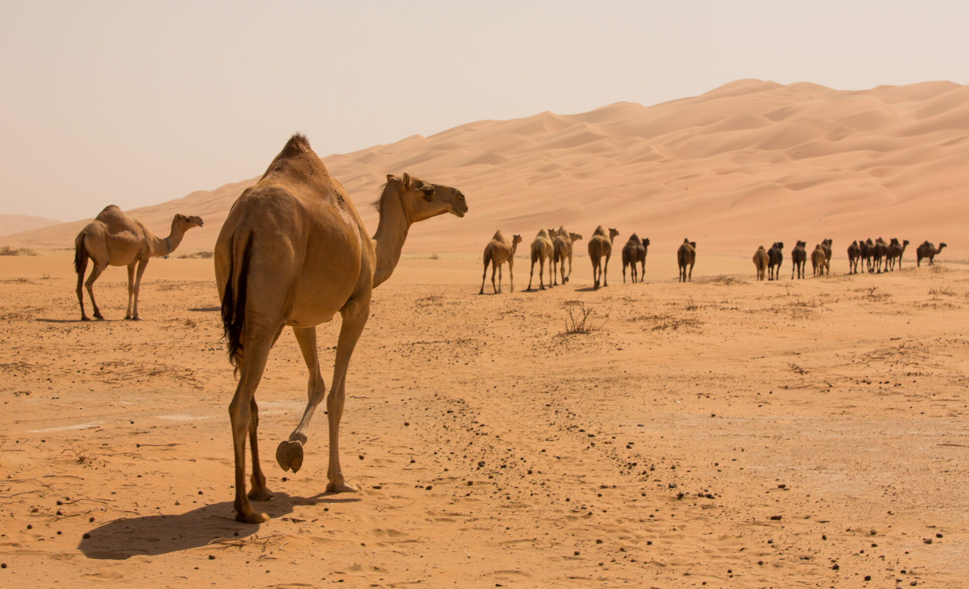 الحركان وش يرجعون .. الحركان من اي فخذ