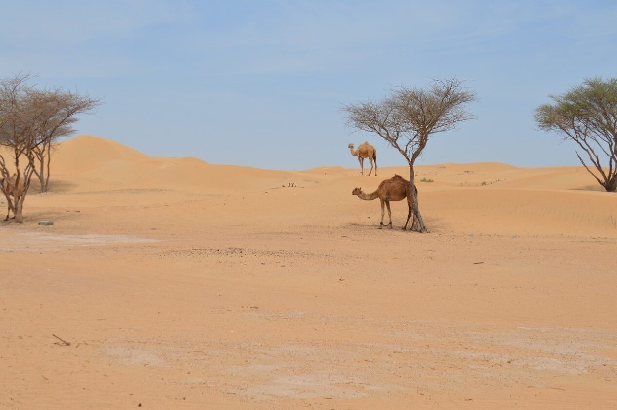 الدهمشي وش يرجعون ، شجرة الدهمشي