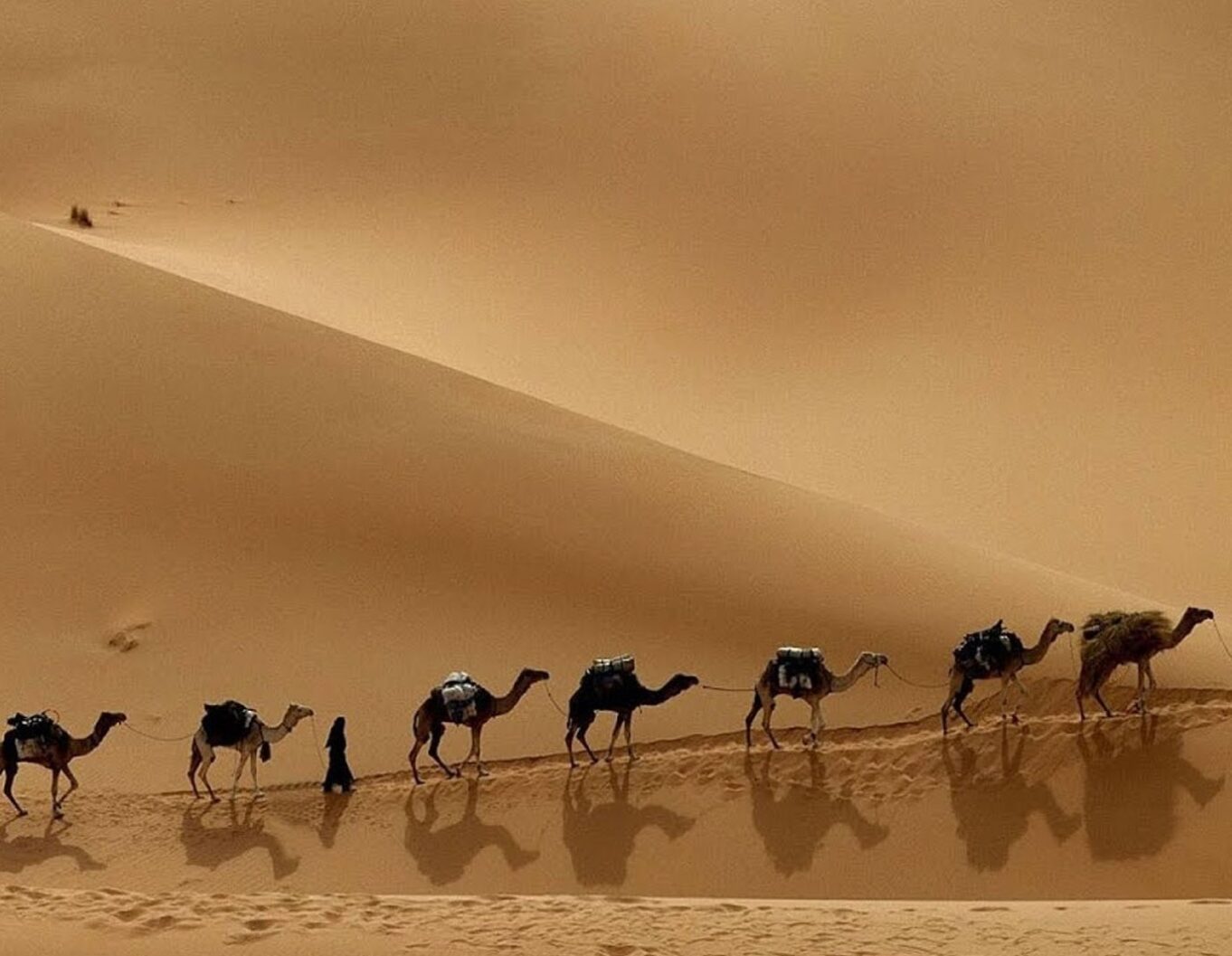 الحليلي وش يرجع وأصل العائلة