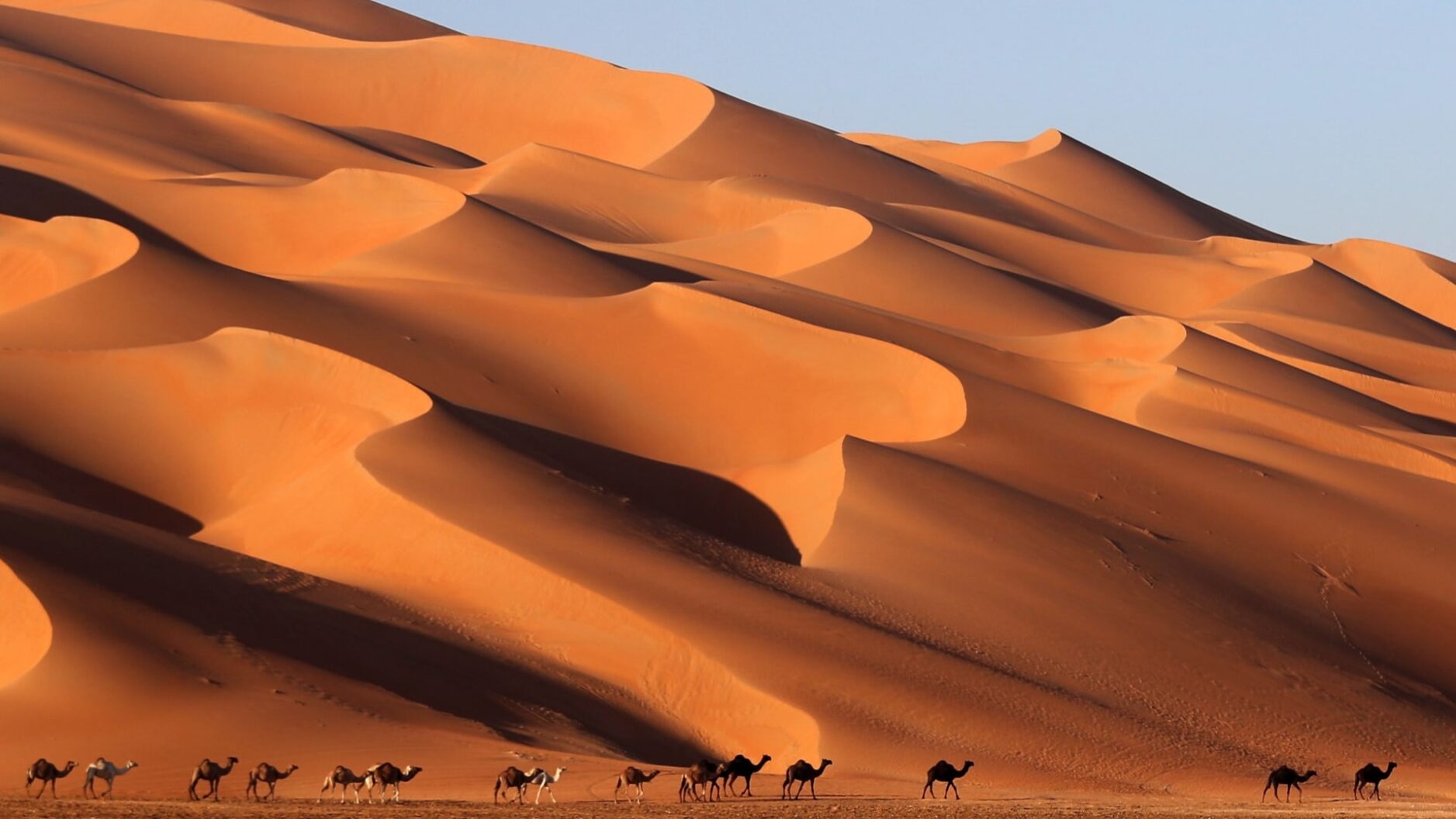 السهلي وش يرجعون .. اصل عائلة السهلي من وين
