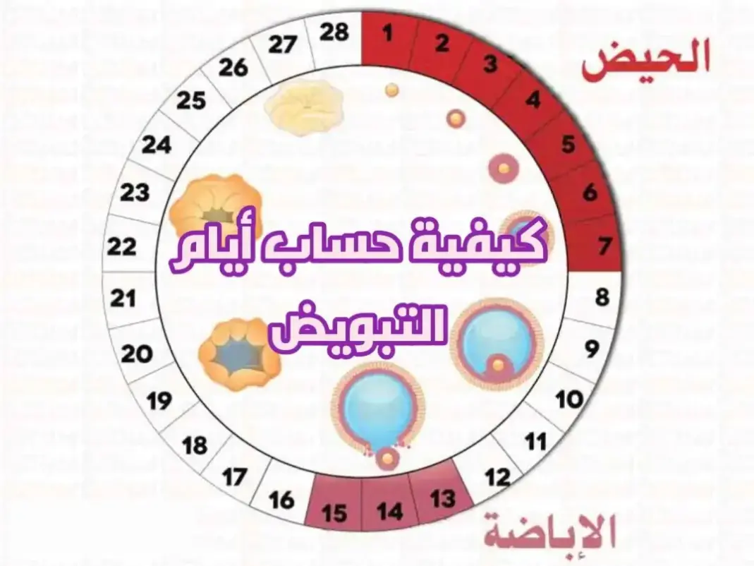 دورتي 30 يوم ماهي ايام التبويض للحمل ببنت
