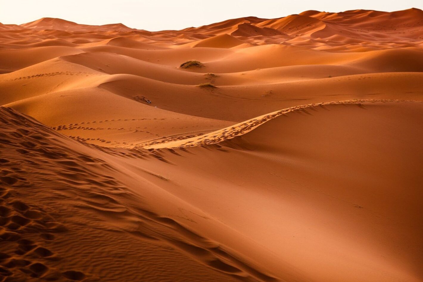 العلي وش يرجعون ، شجرة عائلة العلي
