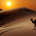 الحاتمي وش يرجع ، نسب قبيلة الحاتمي