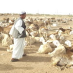 الحايطي وش يرجع ، اصل الحايطي من اي قبيلة
