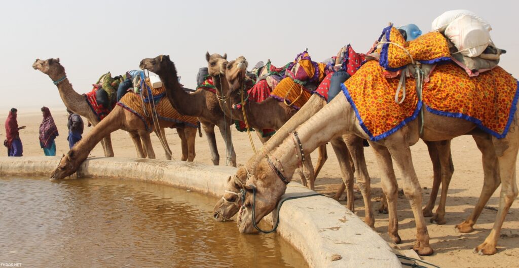 العياف وش يرجعون ، اصل عائلة العياف من وين