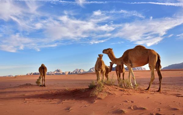 المسردي وش يرجع ، اصل المسردي من اي فخذ
