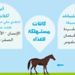 مطوية عن العلاقات في الانظمة البيئية