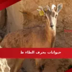 اسم 3 حيوانات بحرف الطاء ط غير طاووس ومعلومات عنهم