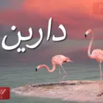 دلع اسم دارين Darine