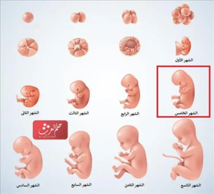 اعراض الشهر الخامس من الحمل بولد