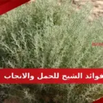 فوائد الشيح للحمل والانجاب وطريقة استخدامه الصحيحة للحمل